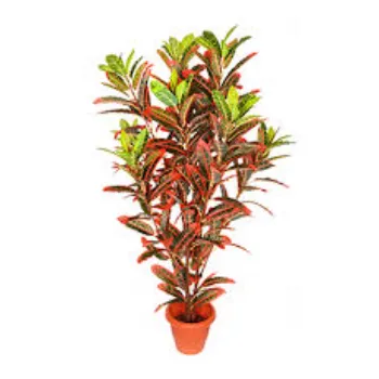 Growth Croton Plant